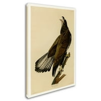 Zaštitni znak likovne umjetnosti 'Whiteheaded Eagleplate 126' Canvas Art by Audubon